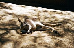 Kangaroos zur Mittagszeit