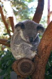 Koala - schläft 22 Std am Tag