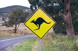 Kangaroos crossing