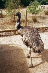 neugieriger Emu