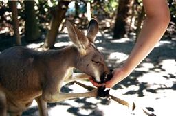 Kangaroos fressen aus der Hand