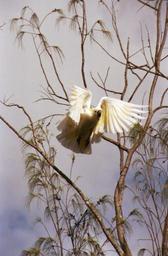 Abflug - vorerst nur der Kakadu