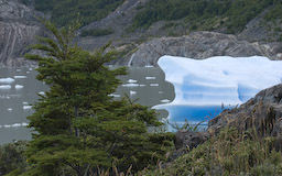 Grey Gletscher - Eisberg