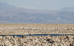 Lagune mit Flamingos