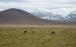 Altiplano mit Vikunjas