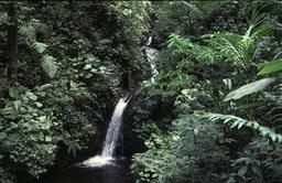Wasserfall im Monteverde