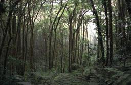 Wald bei Santa Elena