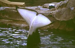 Orca Schwanzflosse