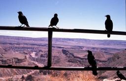 Vögel am Canyon