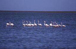 Flamingos in
 Walfishbay