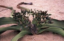 weibliche Welwitschia