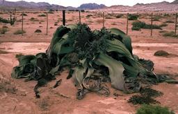 Welwitschia - 1500 Jahre alt