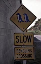 Zufahrt zur Penguin Colony