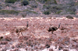 Denham - Emus