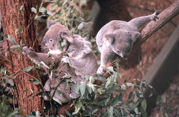 Sydney Zoo - Koala