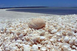 Shark Bay - Shell Beach