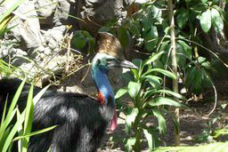 Sydney Wildlife Center - Cassuary